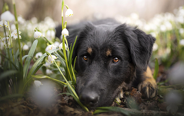 Pošlete fotku a vyhrajte pro svého mazlíka krmení na jarní měsíce 2026