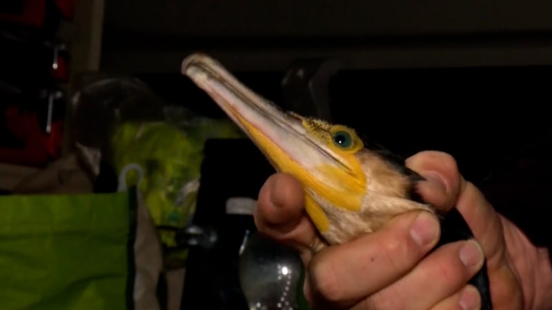 Biblická pohroma v Česku: Migrující kormoráni v našich vodách požírají celé rybí populace