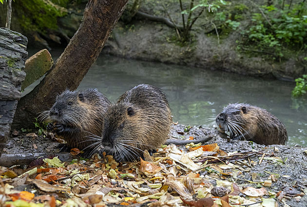 Obec nedaleko Ostravy trápí nutrie, myslivci hlodavce odchytávají do pastí