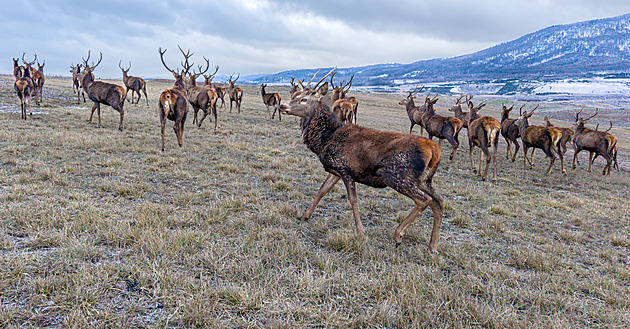 Stohlavé stádo jelenů. Přírodovědec natočil v lomu ČSA unikátní zimní záběry