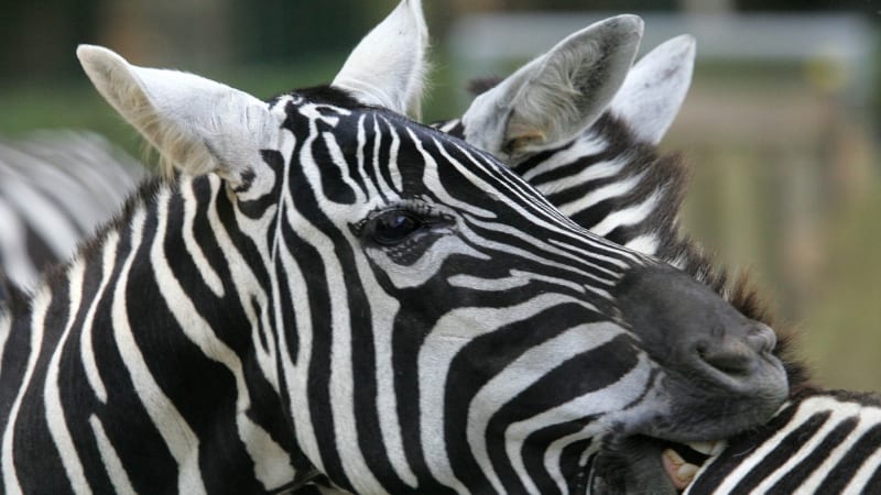 Radost v liberecké zoo: Narodilo se mládě vzácné zebry, návštěvníci ho už mohou vidět